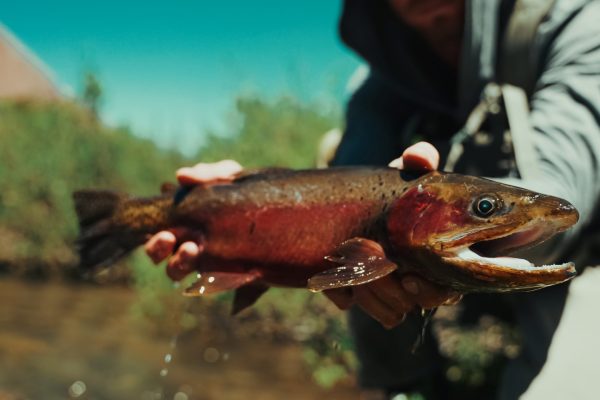 Ironbridge_Fishing_Frames_11